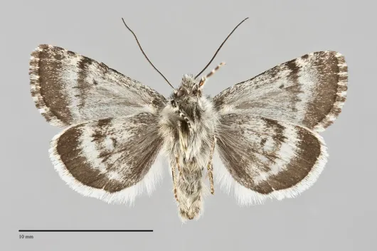 Sympistis lapponica