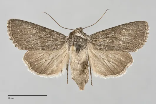 Sympistis major