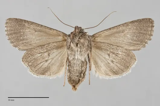 Sympistis major