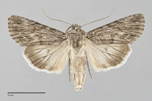 Sympistis major