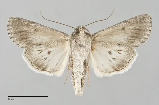 Sympistis major
