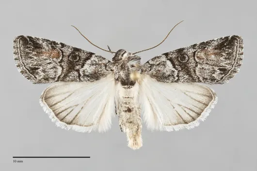 Sympistis meadiana