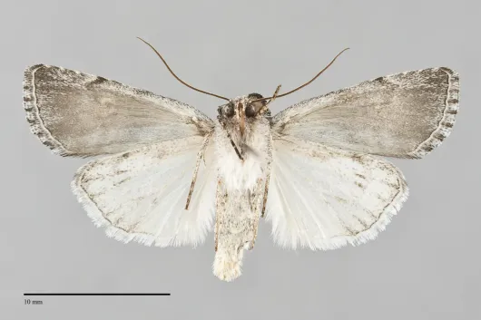 Sympistis meadiana