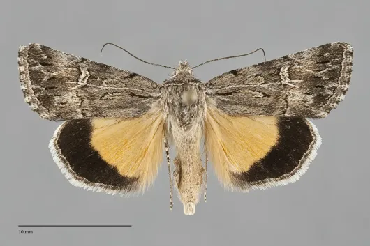 Sympistis mirificalis