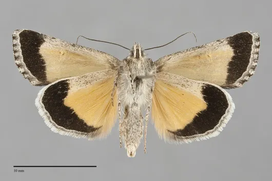 Sympistis mirificalis