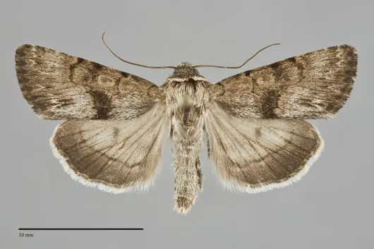 Sympistis occata