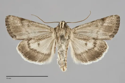 Sympistis occata