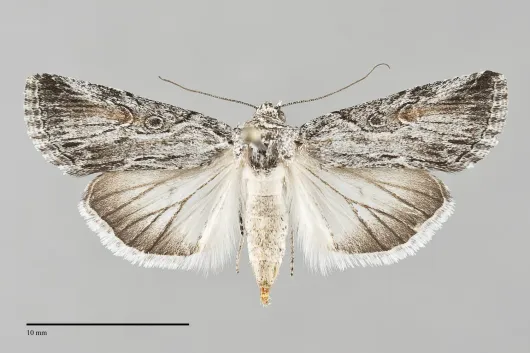 Sympistis orbicularis