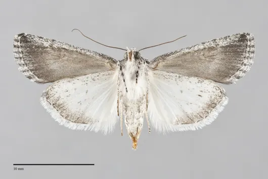Sympistis orbicularis