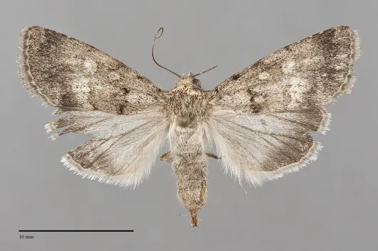 Sympistis pallida