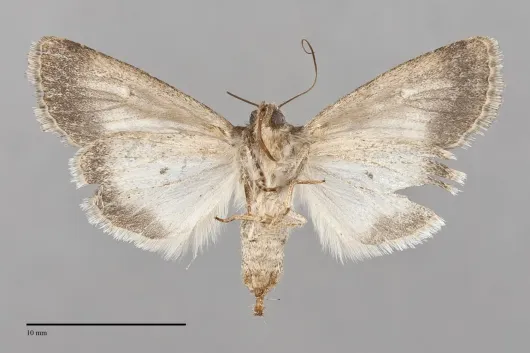 Sympistis pallida