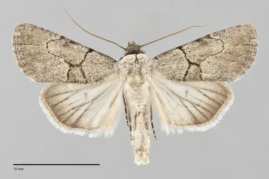 Sympistis pallidior
