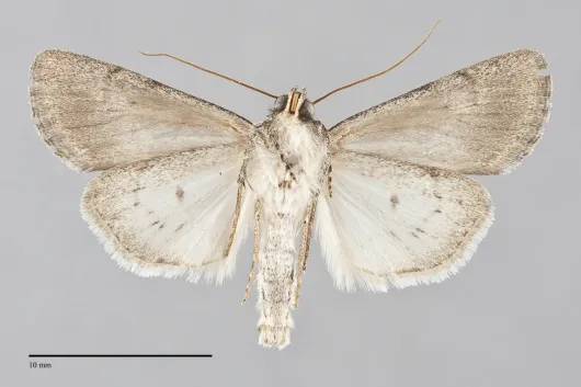 Sympistis pallidior
