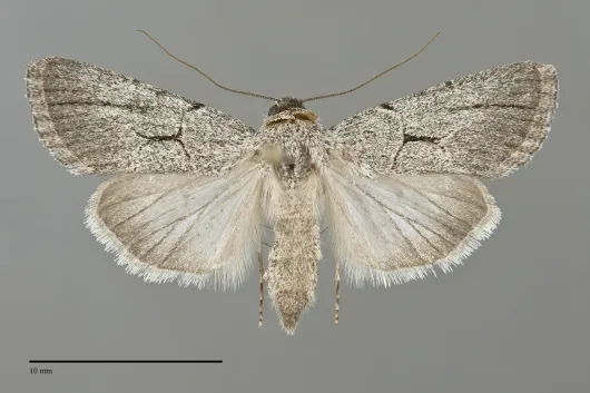 Sympistis pallidior