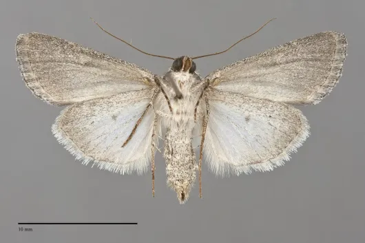 Sympistis pallidior