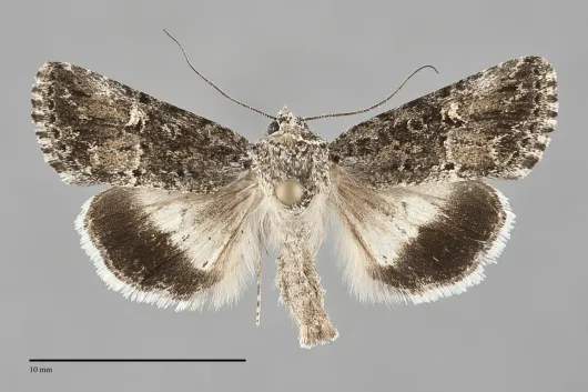 Sympistis parvacana