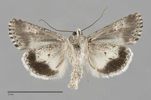 Sympistis parvacana
