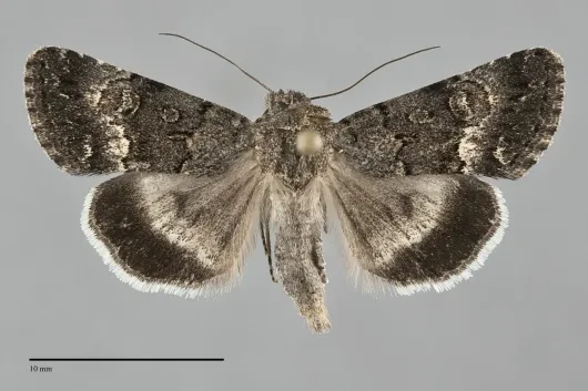 Sympistis parvanigra