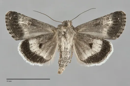 Sympistis parvanigra