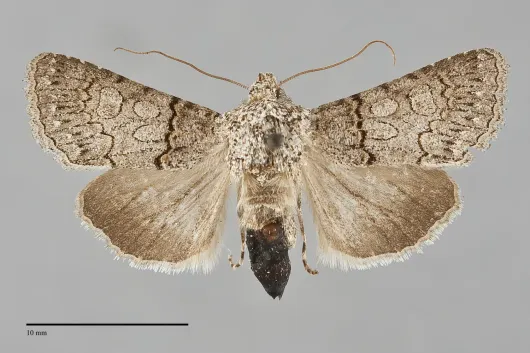 Sympistis perscripta