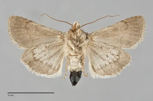 Sympistis perscripta