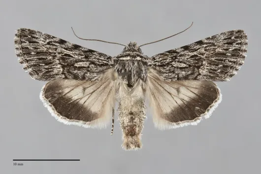Sympistis poliochroa