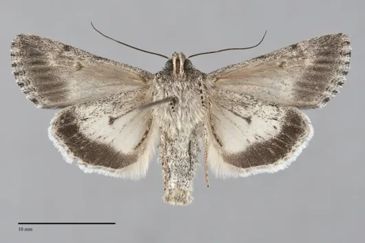 Sympistis poliochroa