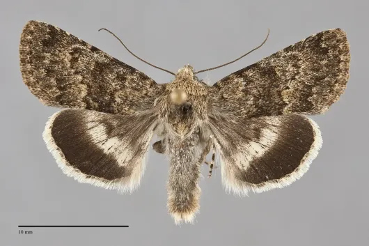 Sympistis pudorata