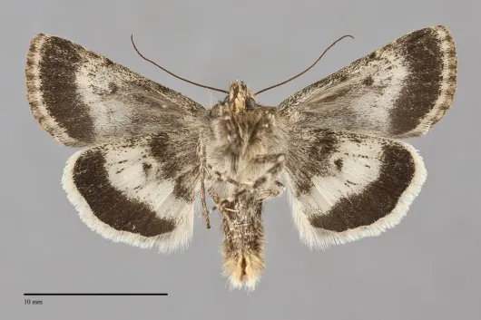 Sympistis pudorata