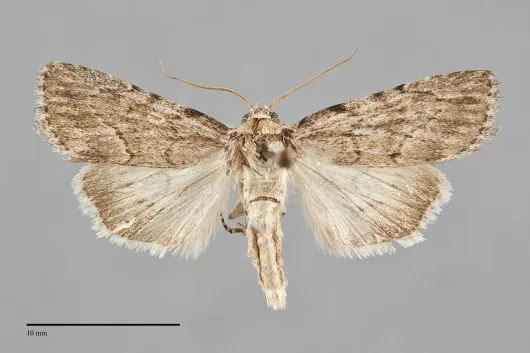 Sympistis punctilinea