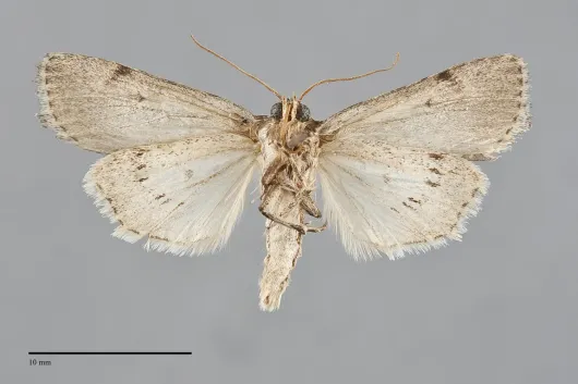Sympistis punctilinea