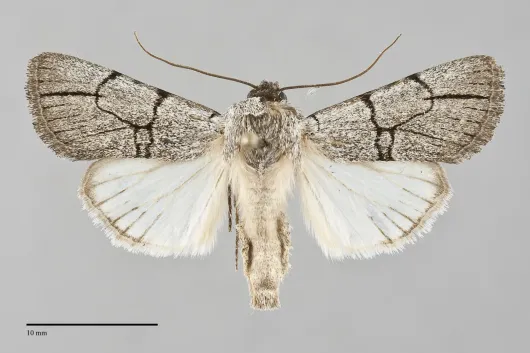 Sympistis ragani