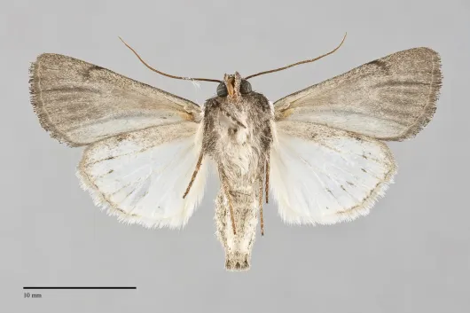 Sympistis ragani