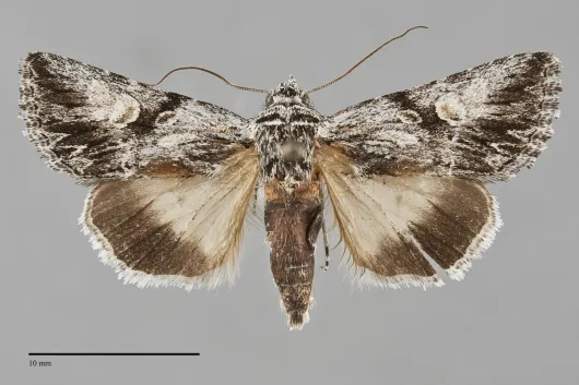 Sympistis sagittata