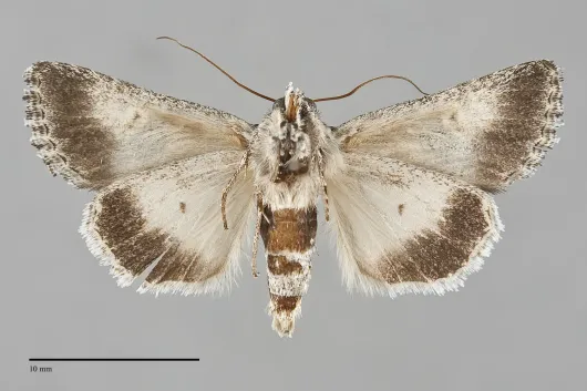Sympistis sagittata