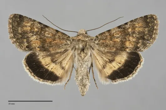 Sympistis sandaraca