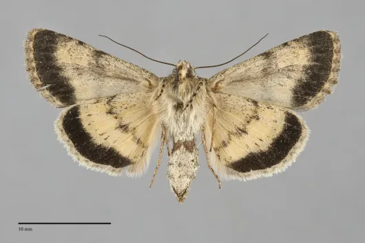 Sympistis sandaraca