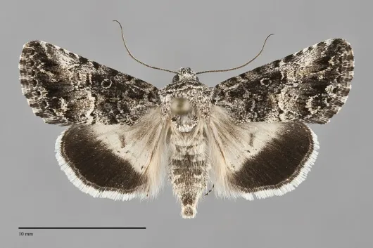 Sympistis satanella