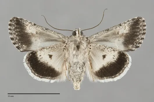 Sympistis satanella