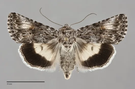 Sympistis saxatilis