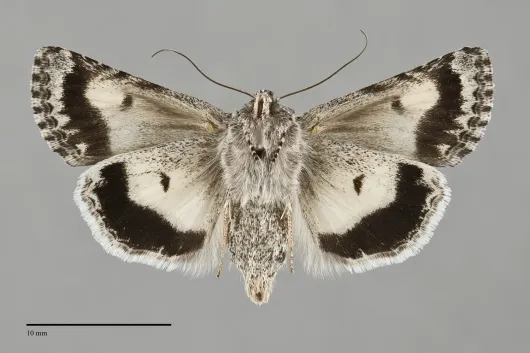 Sympistis saxatilis