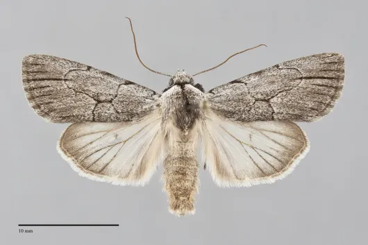 Sympistis semicollaris