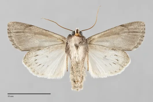 Sympistis semicollaris