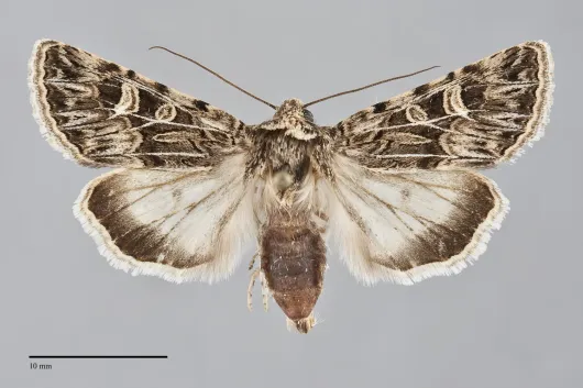 Sympistis sesmu