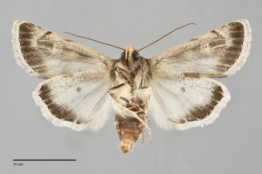 Sympistis sesmu