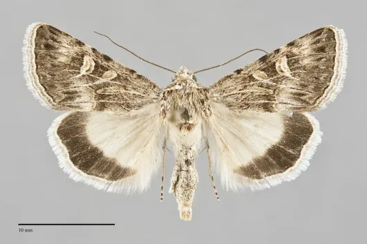 Sympistis seth