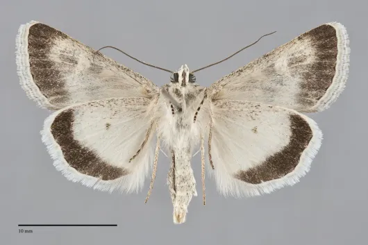 Sympistis seth