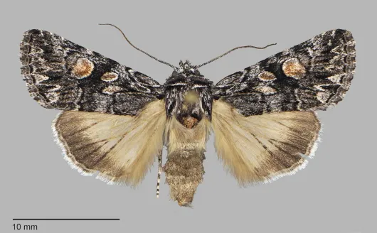 Sympistis shirleyae