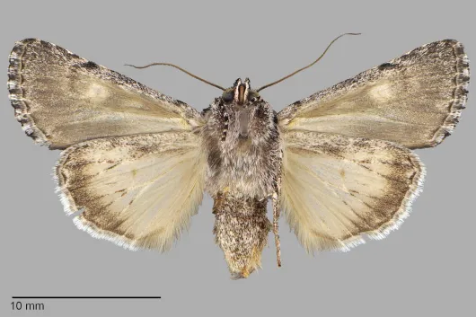Sympistis shirleyae