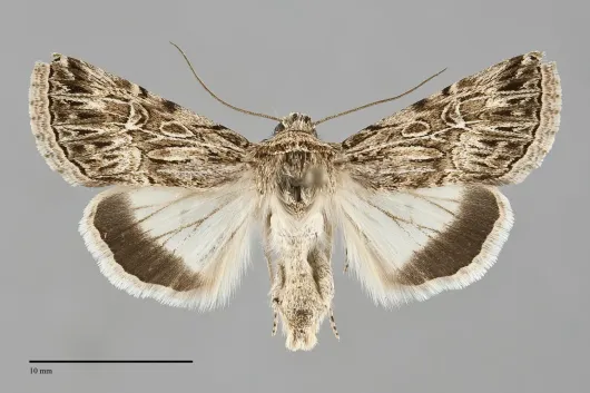 Sympistis simplex